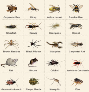 Pest Control Napa Chart